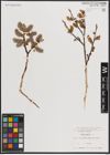 Foto von Salix caprea L.